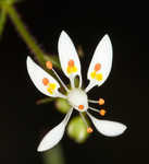 Michaux's saxifrage